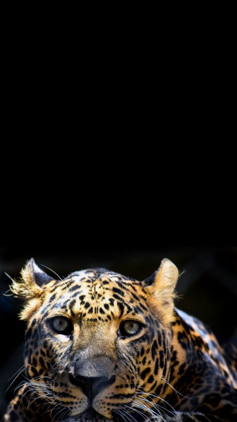 Tiger Head