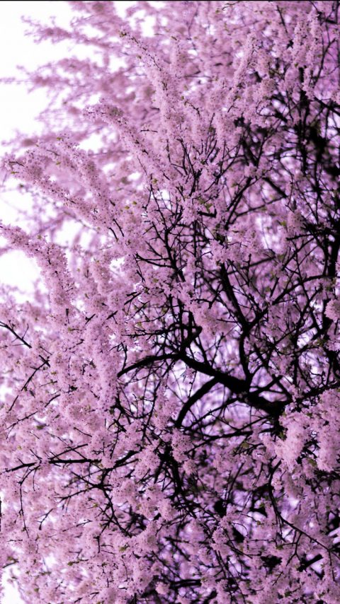 Trees Blooming wallpaper