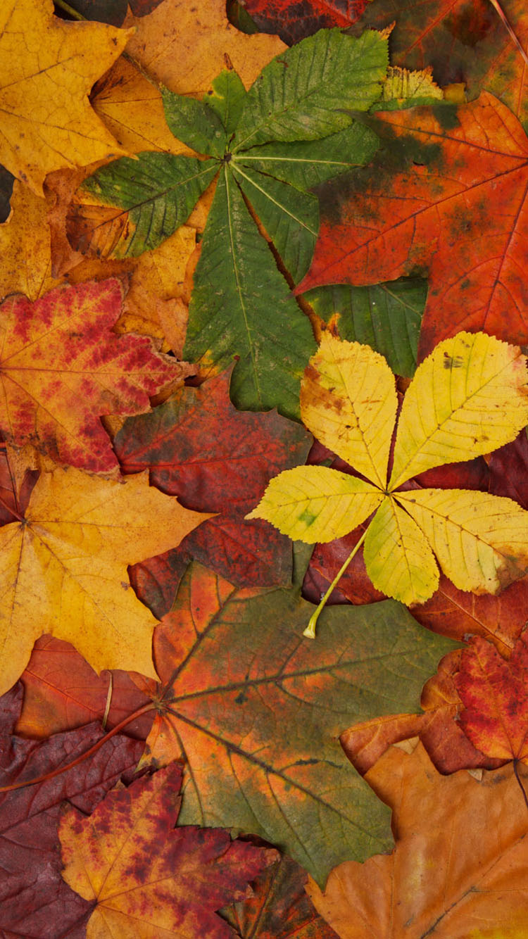 Autumn Leaves wallpaper