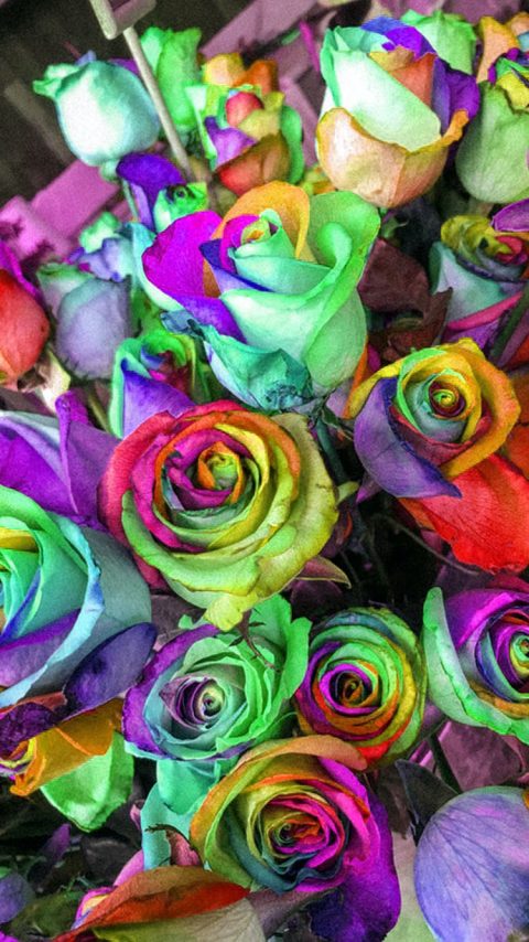 Rainbow Roses